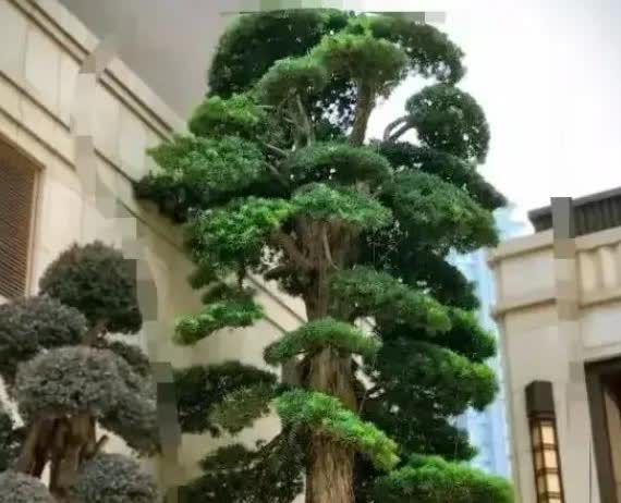 广东，一男子因生意失败而变卖家产，花150万元买的罗汉松，被邻居以100万元买走