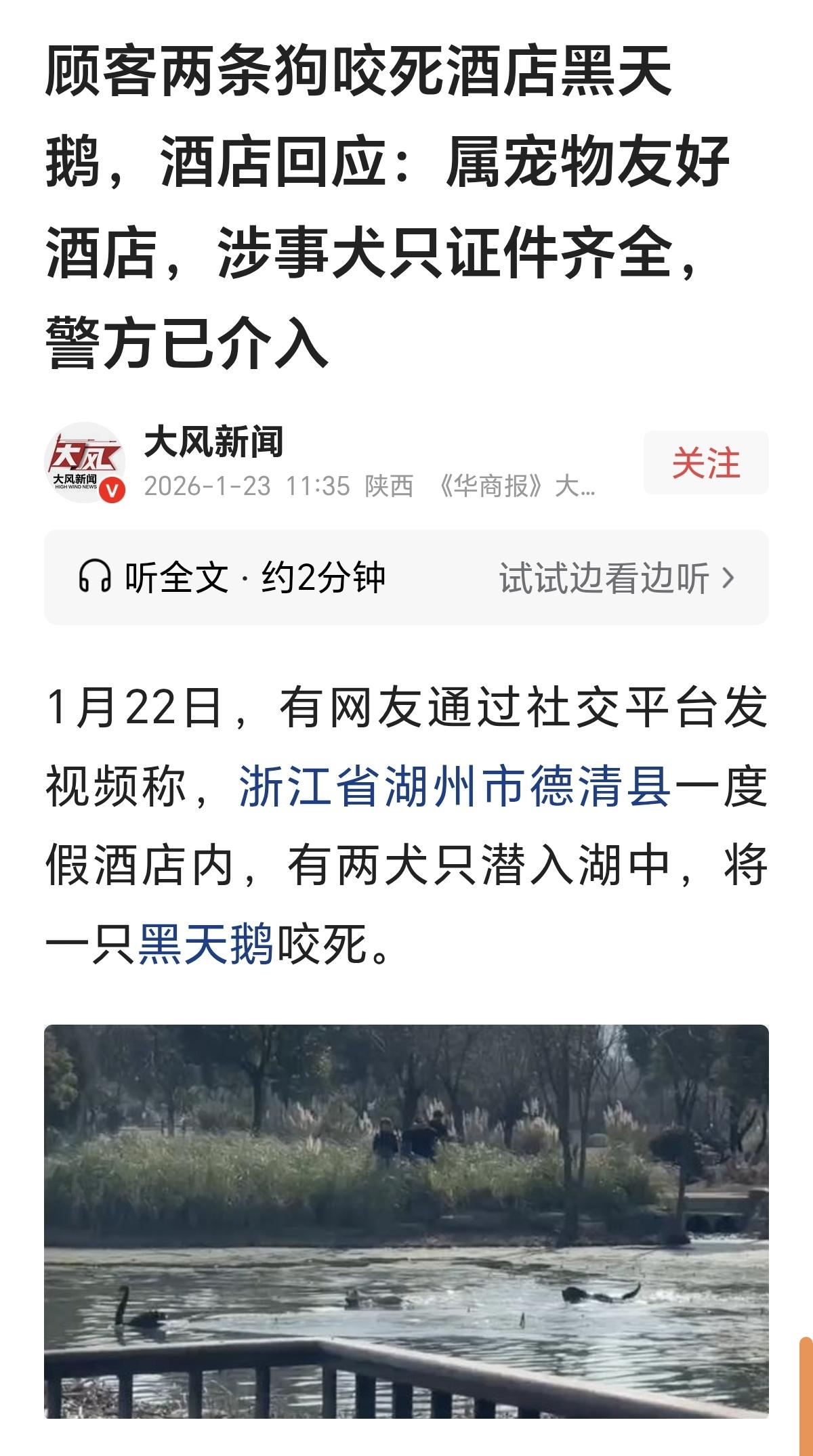 有证的狗就可以为所欲为吗？顾客的两条狗围攻酒店水池里的两只黑天鹅，其中一只被咬死