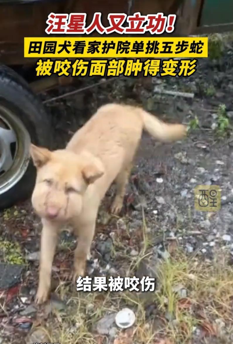 不愧是老祖宗严选！湖南，男子在家休息时，听到院里的大黄一直在叫，等他出来查看时，