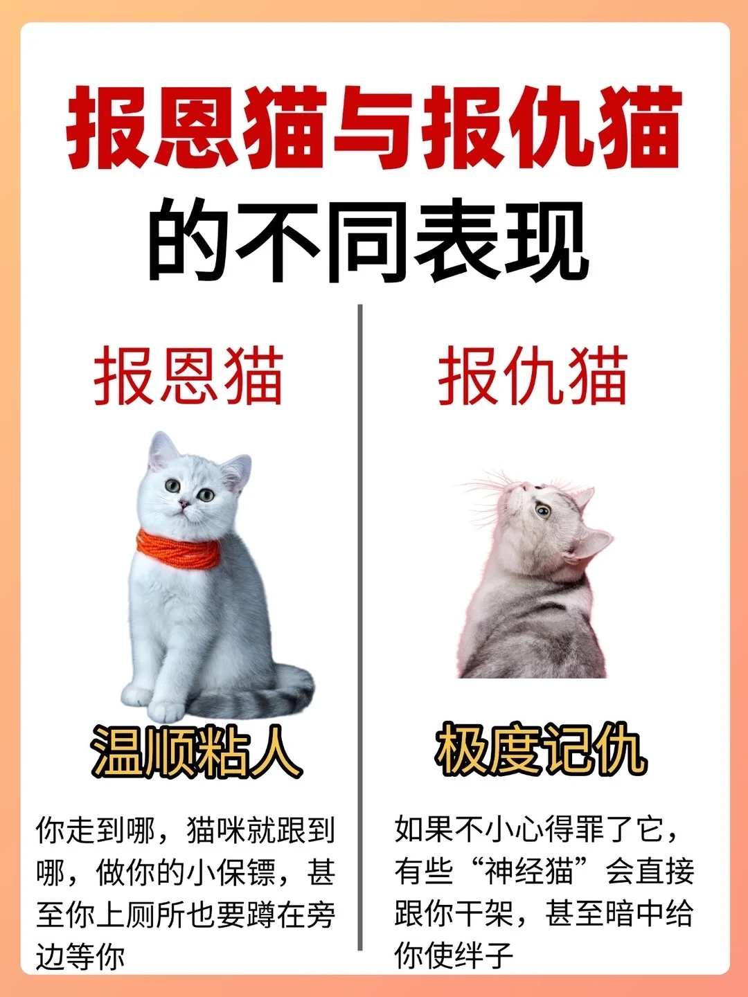 报恩猫与报仇猫的不同表现