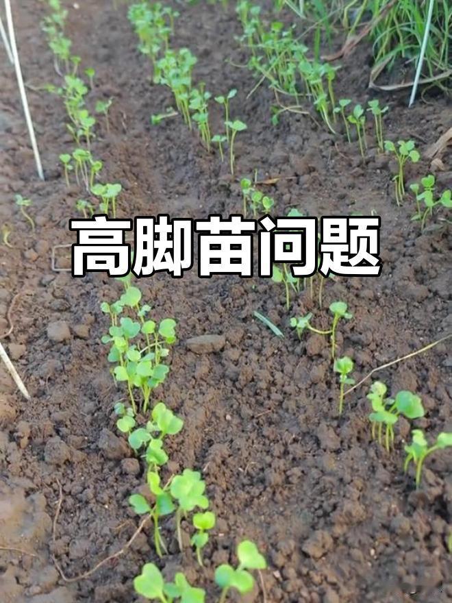 白萝卜高脚苗拔了重新种植吗？种白萝卜出现高脚苗，说白了就是小苗只顾往上窜个子