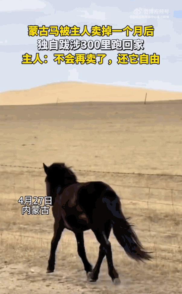 “万物皆有灵”内蒙古，一位牧民因养牧情况不乐观，不得已将小马驹卖到了距离300里