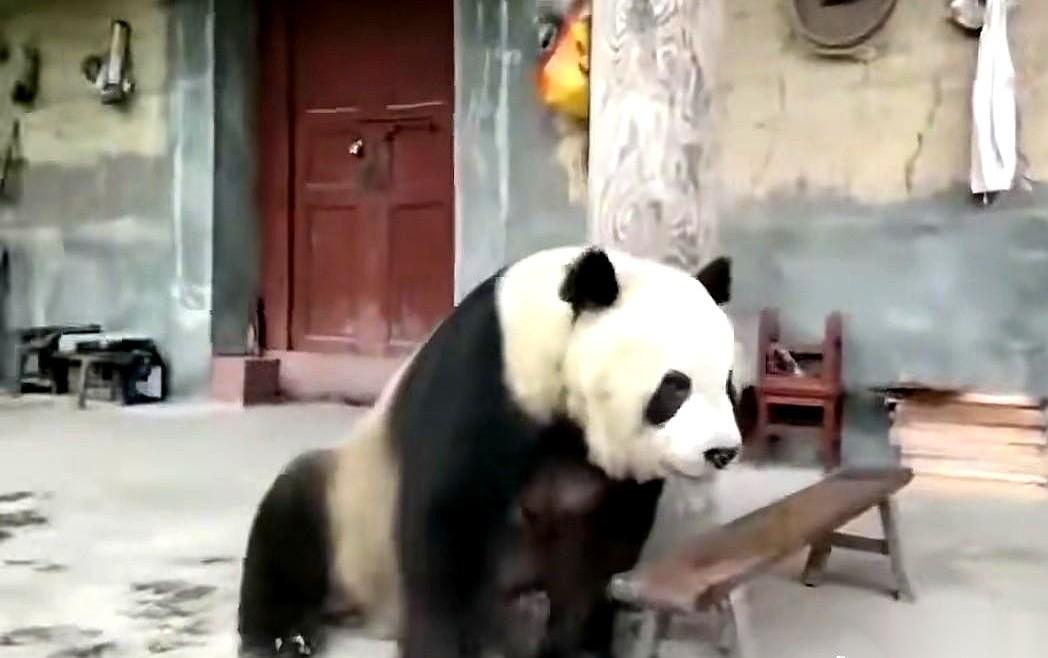 陕西汉中一户农家院里，主人拿着扫帚，对着一个不速之客比划：“哎，哎，走了走了！”