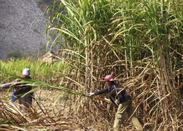 广西砍砍甘蔗节的季节到来了，以往中越边境地区的越南边民，会进入广西帮助砍甘蔗，但