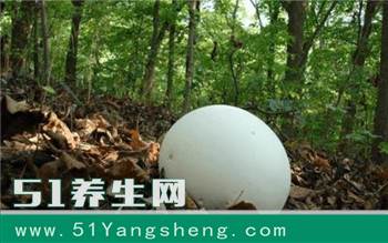 这种蘑菇长得像鸡蛋, 看见了它, 你就捡到宝了
