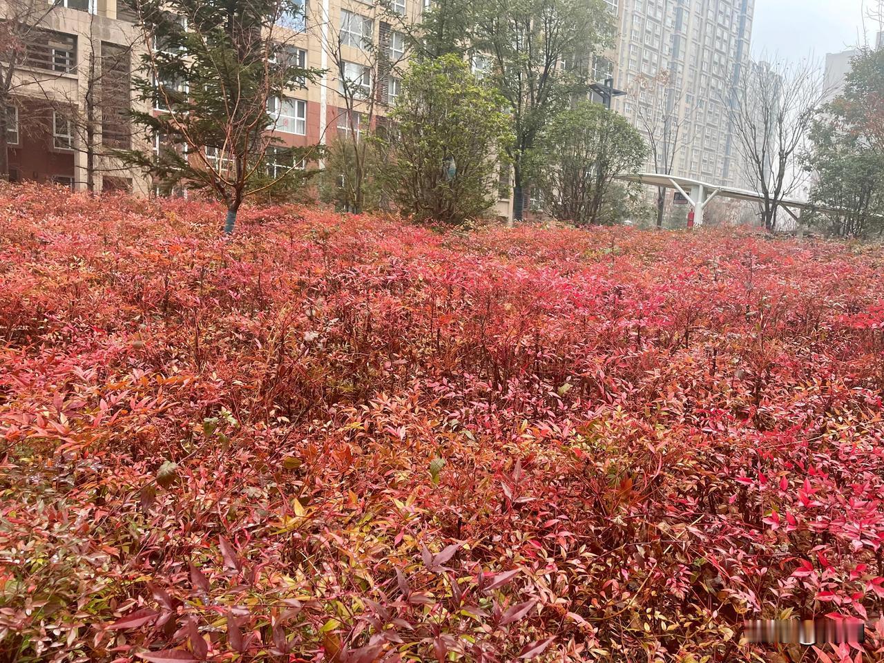 【七绝•思偷半日找梅花】思偷半日找梅花，怎奈今朝雨湿牙。只好闲翻昨日卷，轻吟