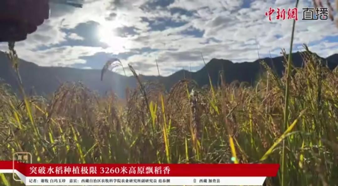 水稻也能种在海拔3260米高原？西藏山南市加查县曾是水稻种植的“禁区”，如今一片
