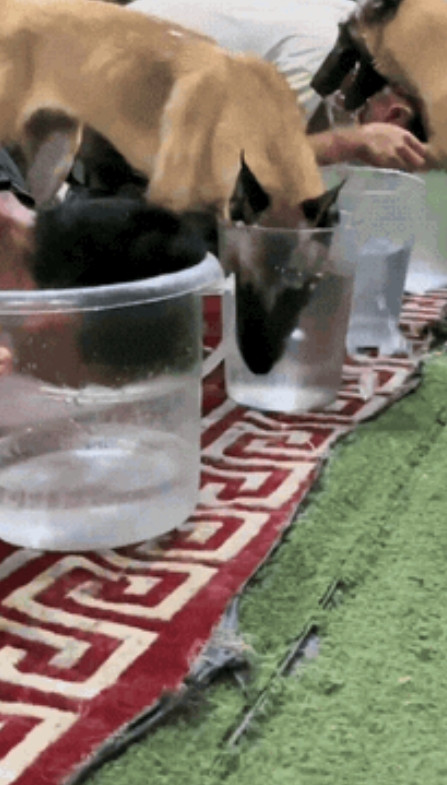 这只狗火了！主人和马犬玩憋气游戏，结果马犬发现主人很能憋，它还以为主人溺水了特别