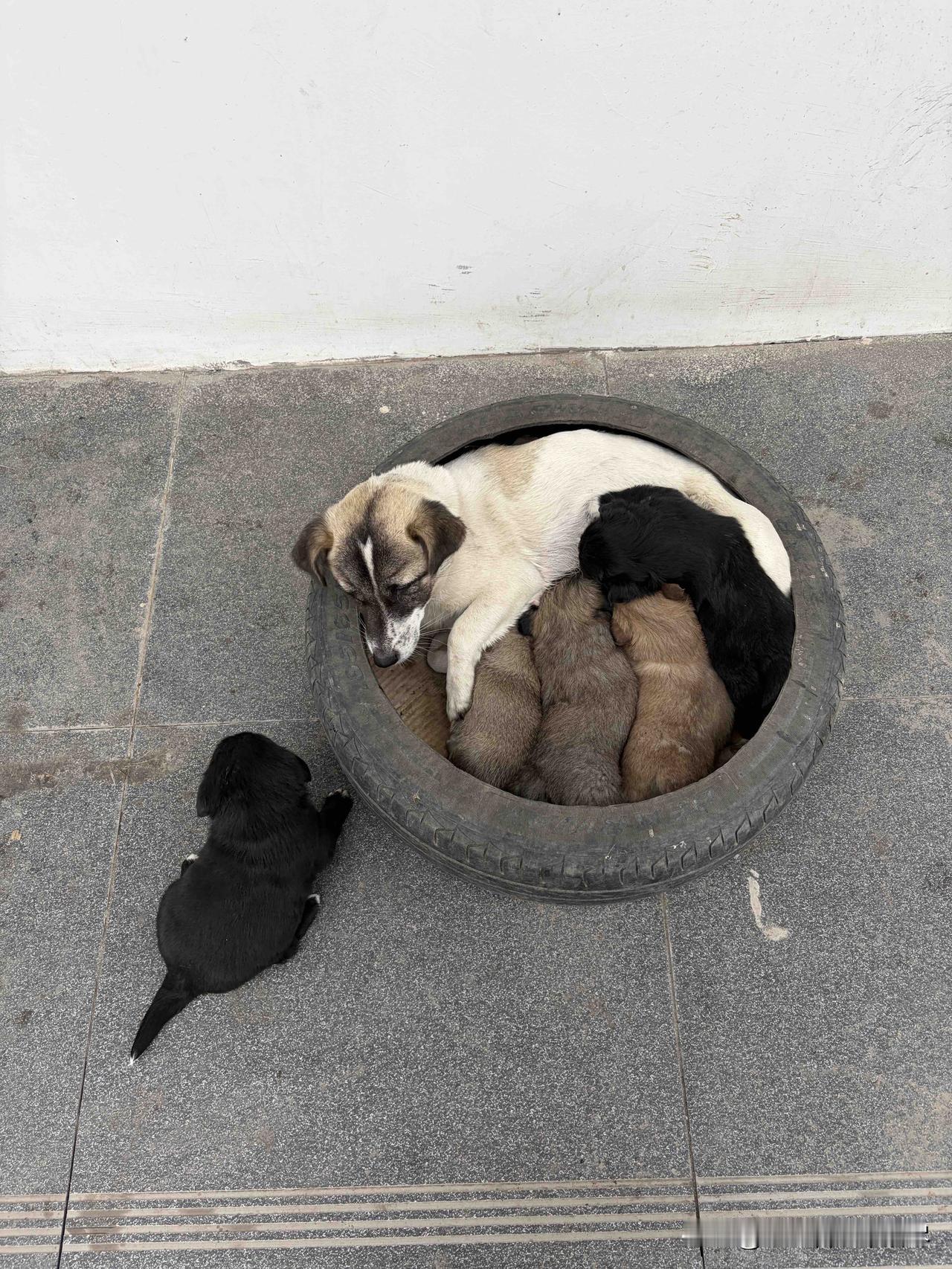 感觉我们厂里养的狗也太不懂事了吧？眼瞅着马上就要过年了，工人们也都要放假回家了，