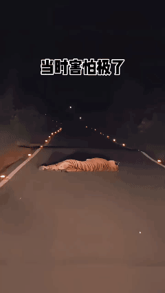 偶遇一只拦路虎，本以为是恶作剧……[哭哭]
