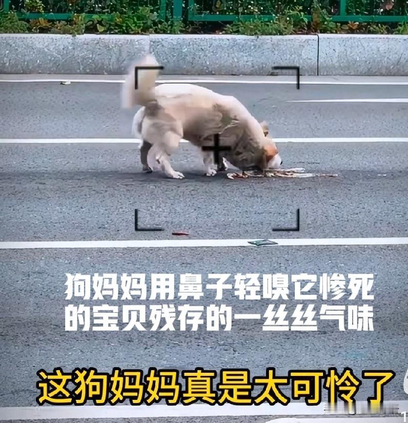 太揪心了！狗妈妈的孩子出事了！狗妈妈在马路上翻滚的样子，太可怜了！看到网名为