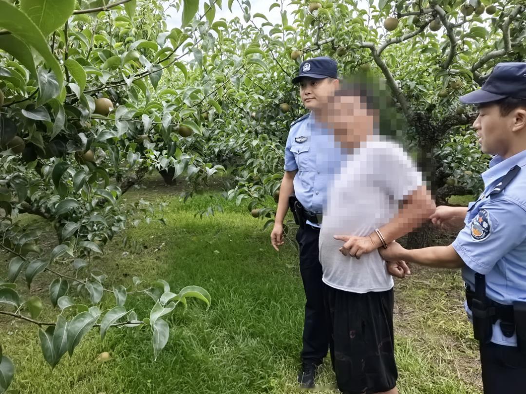 太猖狂了！安徽宿州一果农进园看梨，竟撞见黑心贼开着三轮车疯狂盗摘，车上整齐码放了