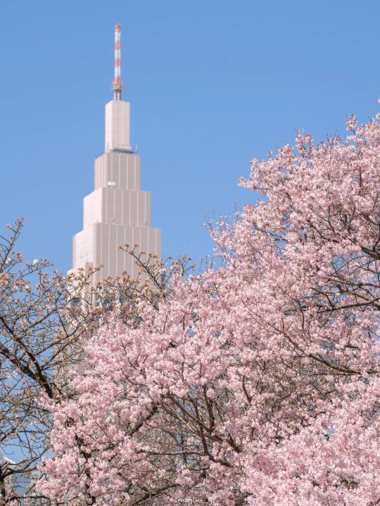 日本追樱指南｜粉色樱花暴击❗️错过等一年