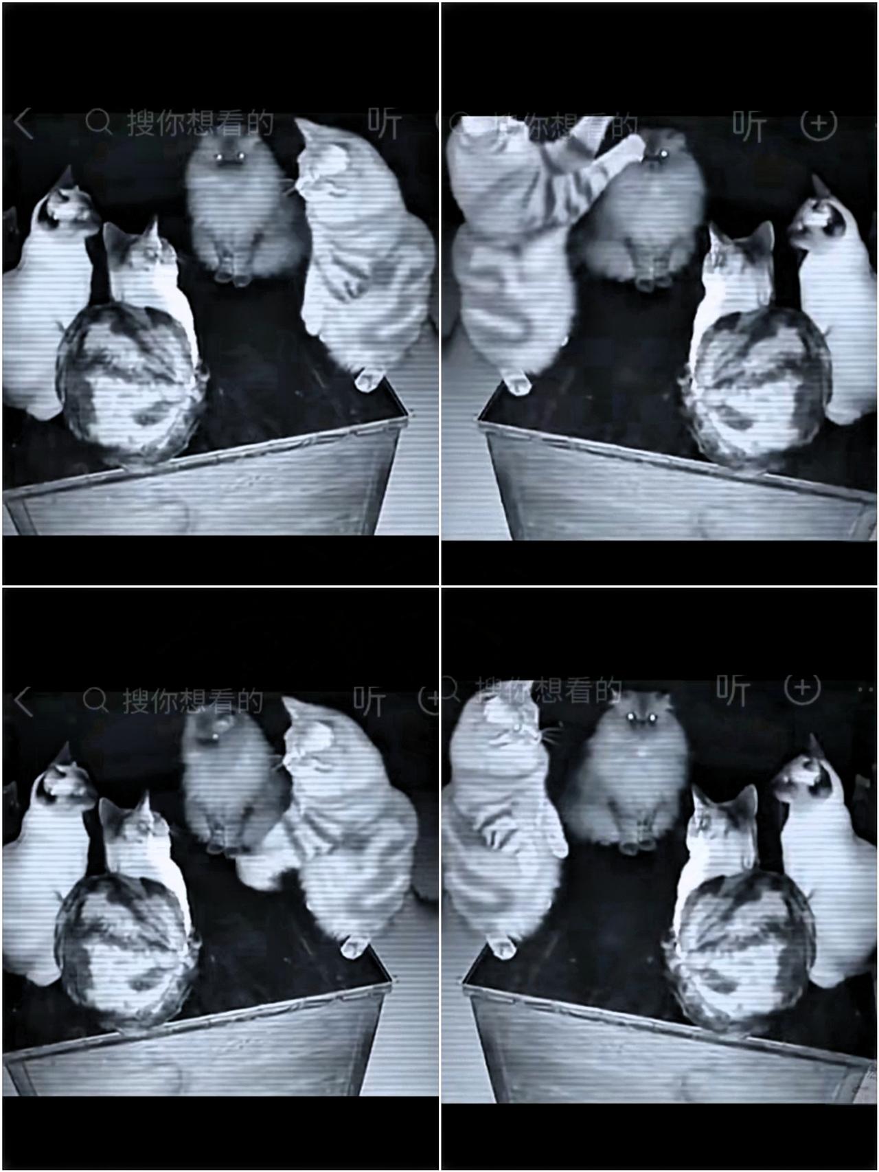 一位网友在家里的监控中，无意中拍到的一组离奇画面，四只流浪猫猫咪围坐一圈，像是在