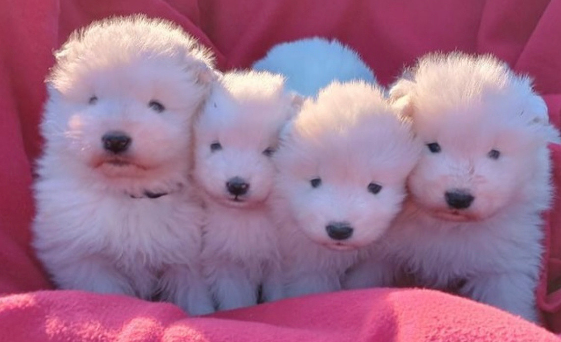 四个露馅的芝麻汤圆耶