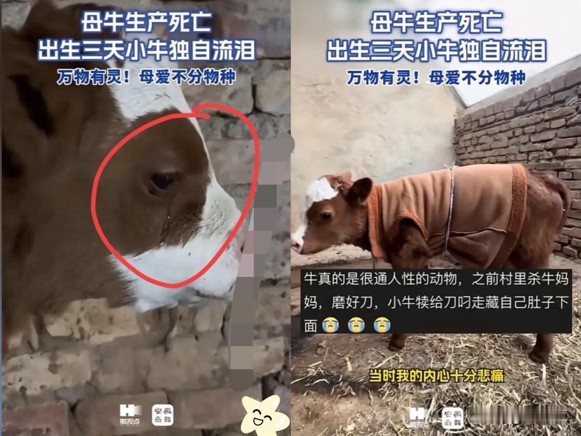 “万物皆有灵！”宁夏，一头母牛因生产不幸离世，出生刚满3天的小牛配完奶后，好像知