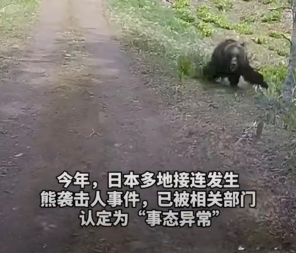 日本熊袭人有明显吃人痕迹这个熊跑起来跟丧尸变异了一样怪吓人的跟藏马熊有的一拼啊