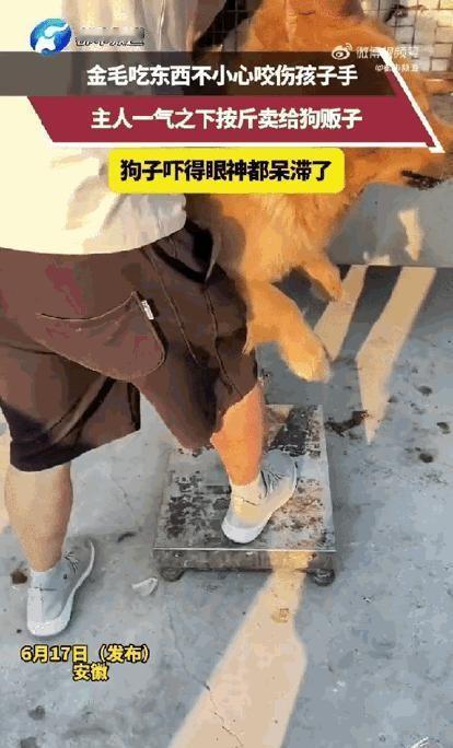 安徽，一只金毛吃饭时不小心咬伤了孩子的手，主人一气之下直接按斤将狗卖给狗贩子。可