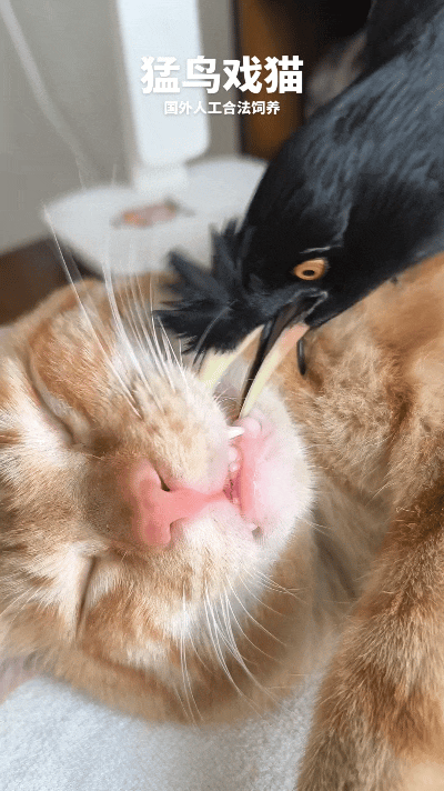 哎呀妈呀，这小乌鸦咋恁欠儿嘞！你瞅瞅人家橘猫睡得正香，呼噜都打出来了，它非得凑上