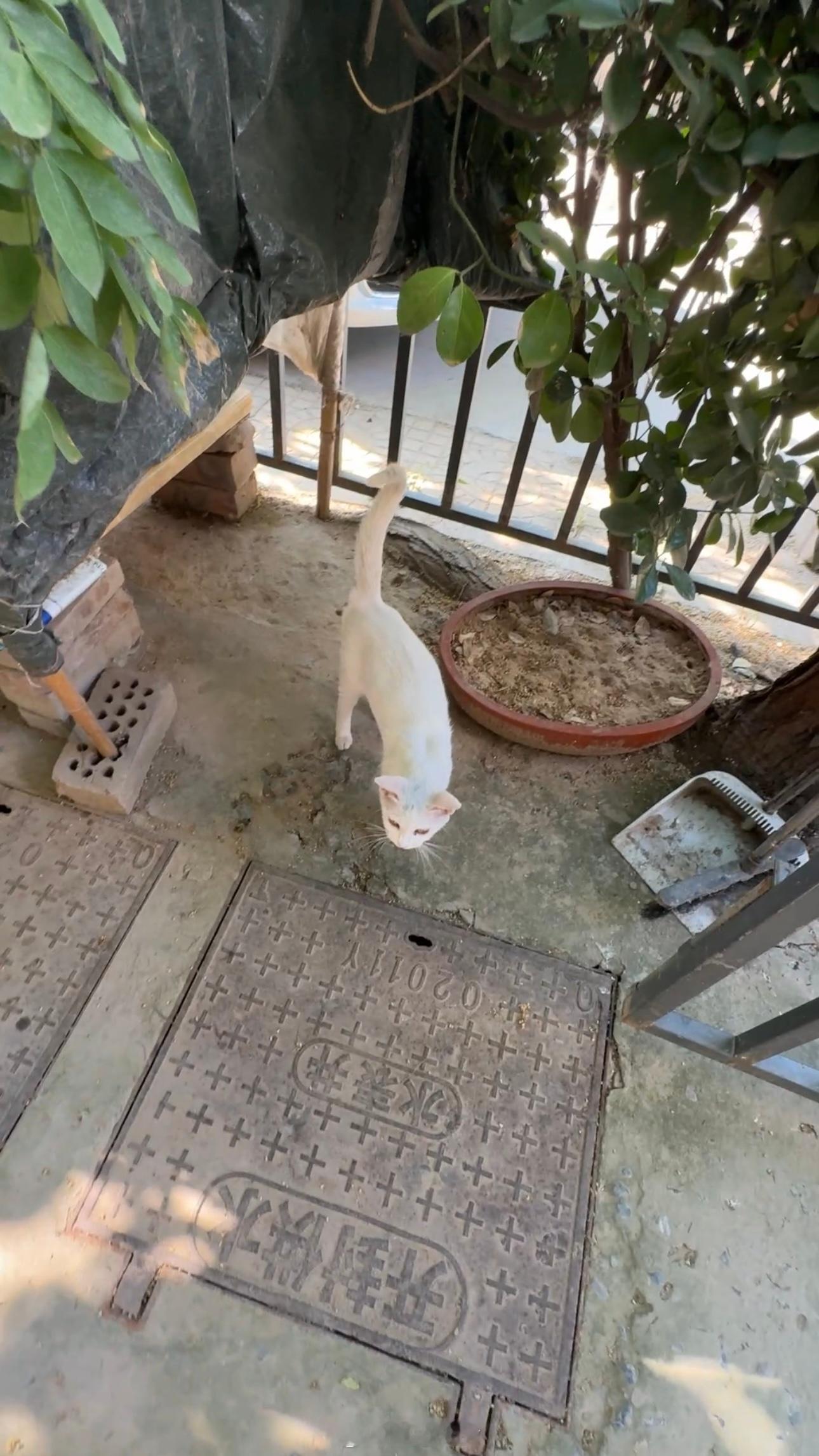 早上好呀周三愉快这么晒都没有小猫来吃饭小白猫跟着我往小院子那边走刚放好猫粮胖胖来