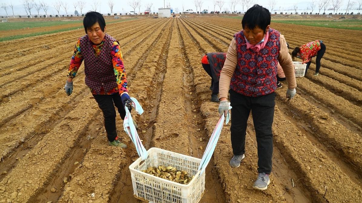 想获得土豆高产? 种植时间、芽向和株行距是关键!