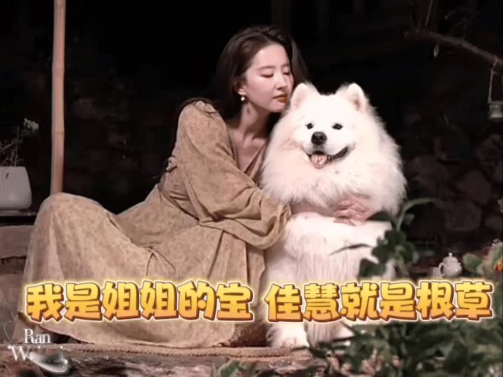 刘亦菲新狗狗刘亦菲又又又有新狗狗了许红豆你还记得你在大理湖畔《去有风的地方》的