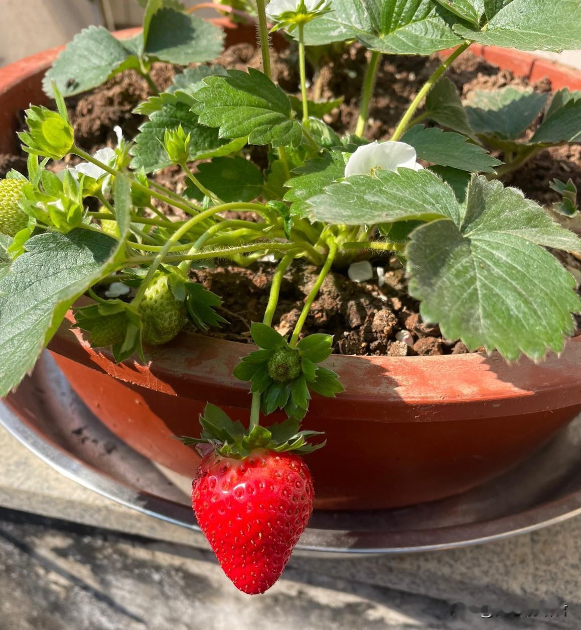 女人千万不要相信男人说他要丁克，除非他主动绝育后说丁克。一男子，45左右，结婚的