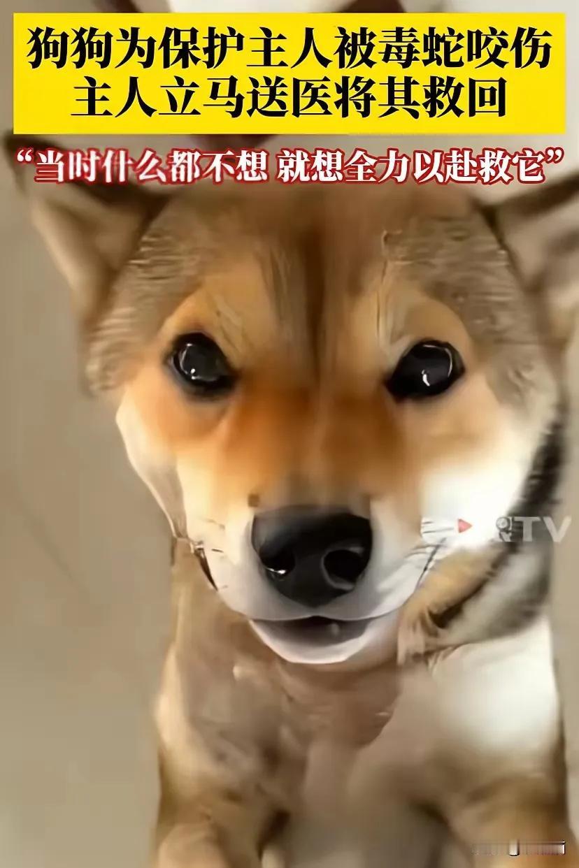这是一个感人至深的故事，展现了狗狗对主人的忠诚与勇敢，以及主人的爱心与坚持。以下