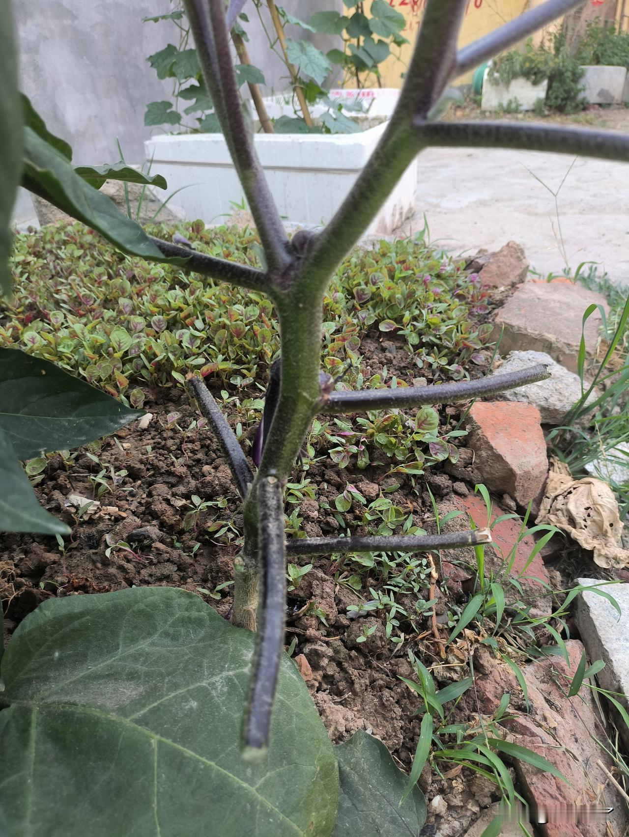 我学着邻居种菜的样子，把茄子下面的叶子都掐掉了。邻居的都结了好几个大茄子了，我的