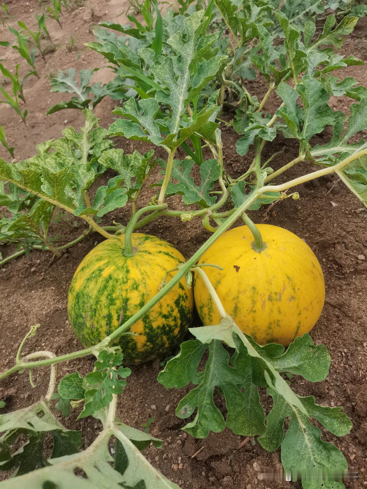 菜园里出来一棵野生西瓜。没想到还是稀有品种呢。当时去菜园，看到这棵野生西瓜，
