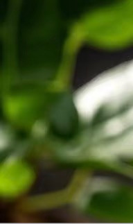 红薯种植方法红薯，又称地瓜，是一种营养丰富、口感独特的根茎类蔬菜。其栽培方法相
