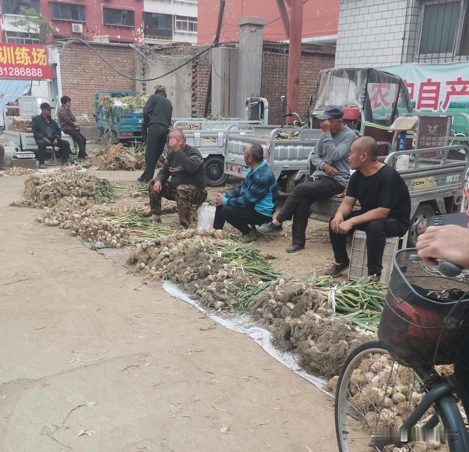 满城尽是大蒜时清晨的早市，布满了卖大蒜的摊位，现在是大蒜正上市时，价格便宜，腌