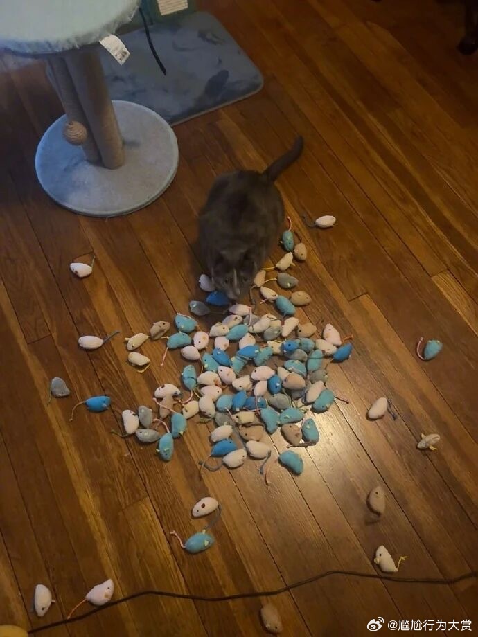 穷养狗富养猫说是宠物卖萌中心​​​