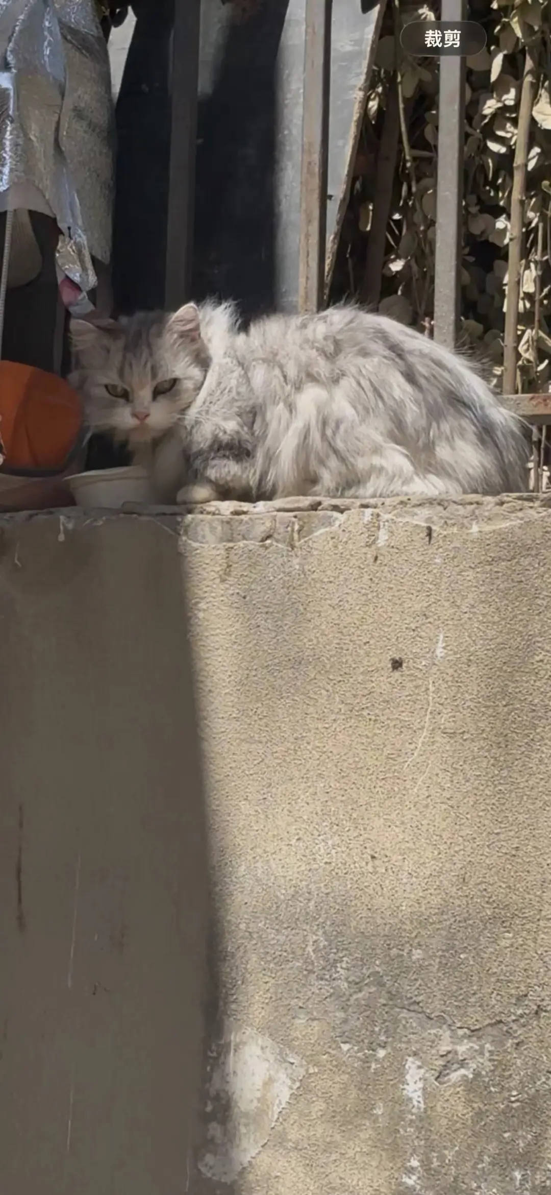 大雨中矮脚长毛猫在流浪】已经流浪得惨不忍睹了，它没有户外生存能力，抢不...