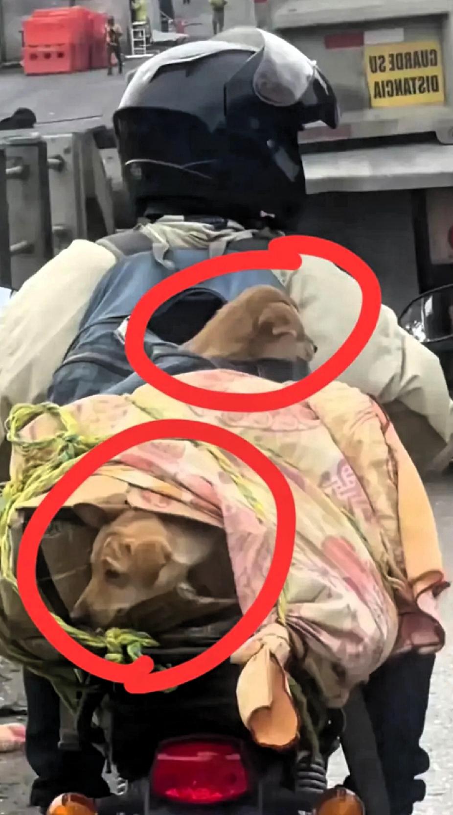 值的为大哥点赞！工地结束，两只在工地的流浪狗，工友们准备杀了吃肉，大哥二话没说