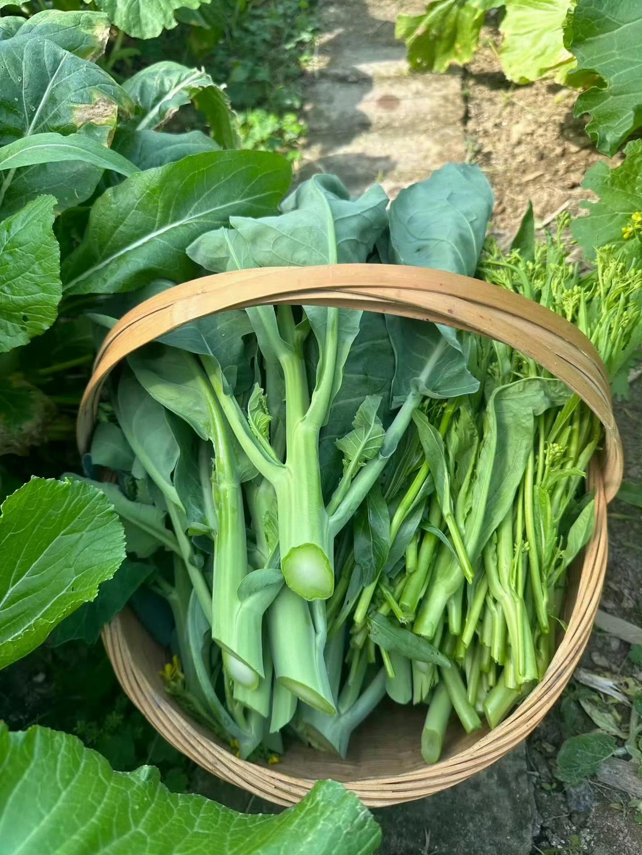 秋日生活打卡季农村的菜篮子