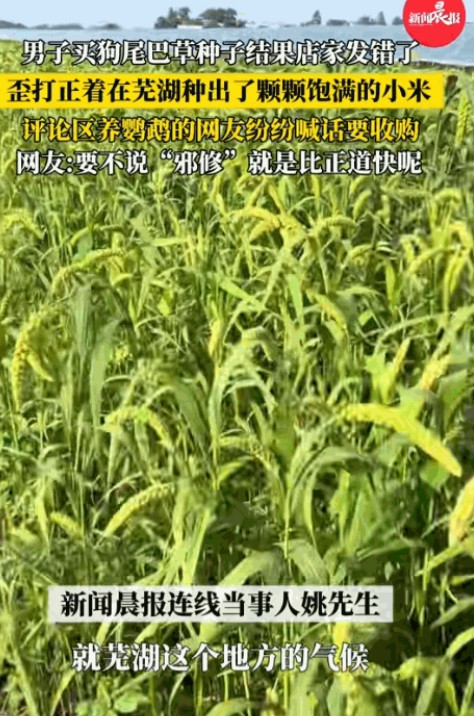 “简直赚翻了！”安徽芜湖，一男子在网上购买“狗尾巴草”种子，本打算种了之后用来喂