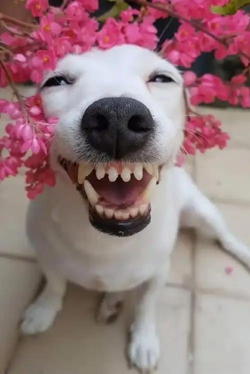 一定要和爱笑的人在一起你发现没？爱笑的人，身上有光不是灯的那种光，是看