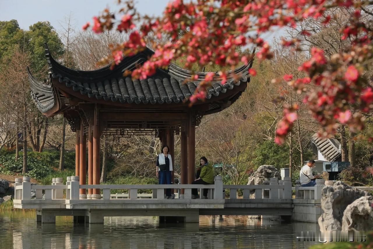 现在拍花，除了有梅花可拍，还有山茶花、玉兰花等。世博文化公园申园内有几棵高大的山