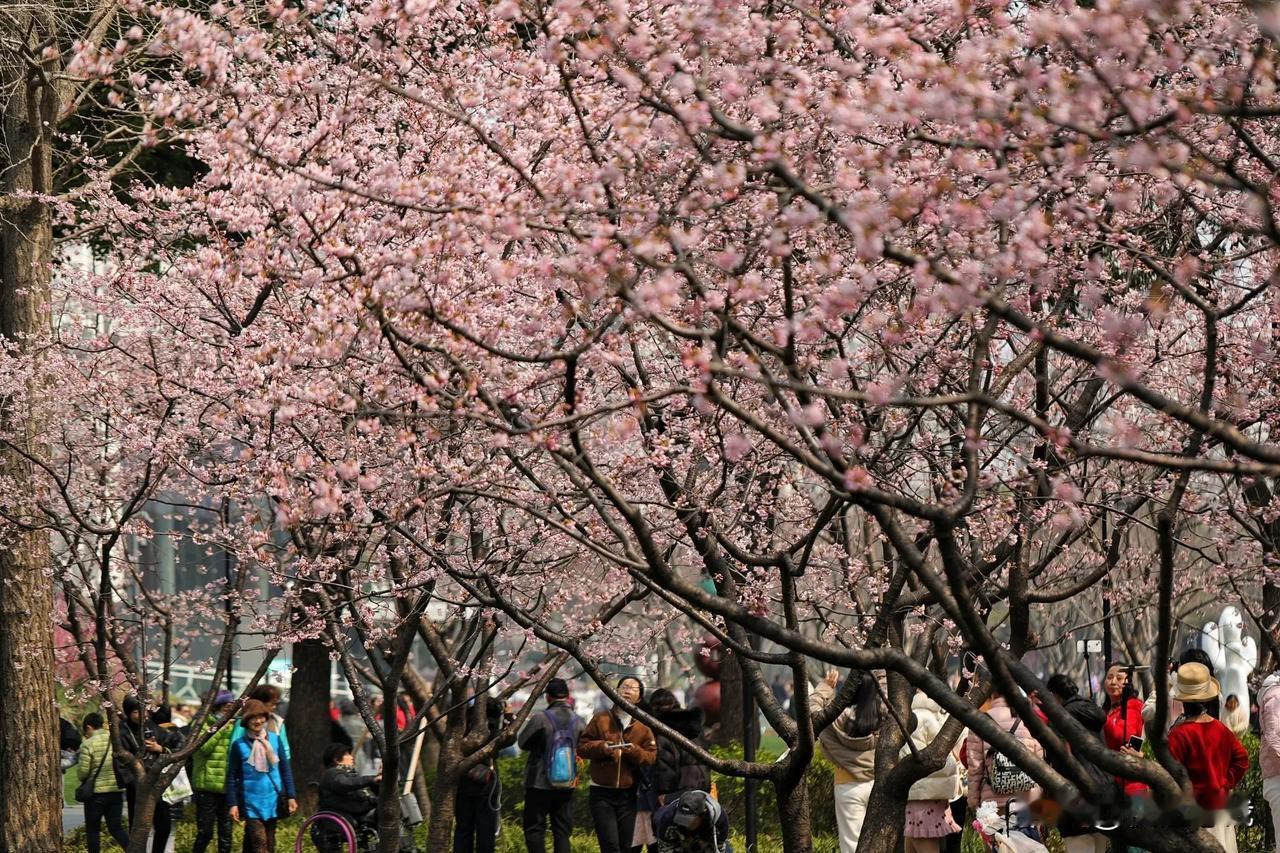 欣赏静安雕塑公园樱花公园美景随拍樱花风景图片