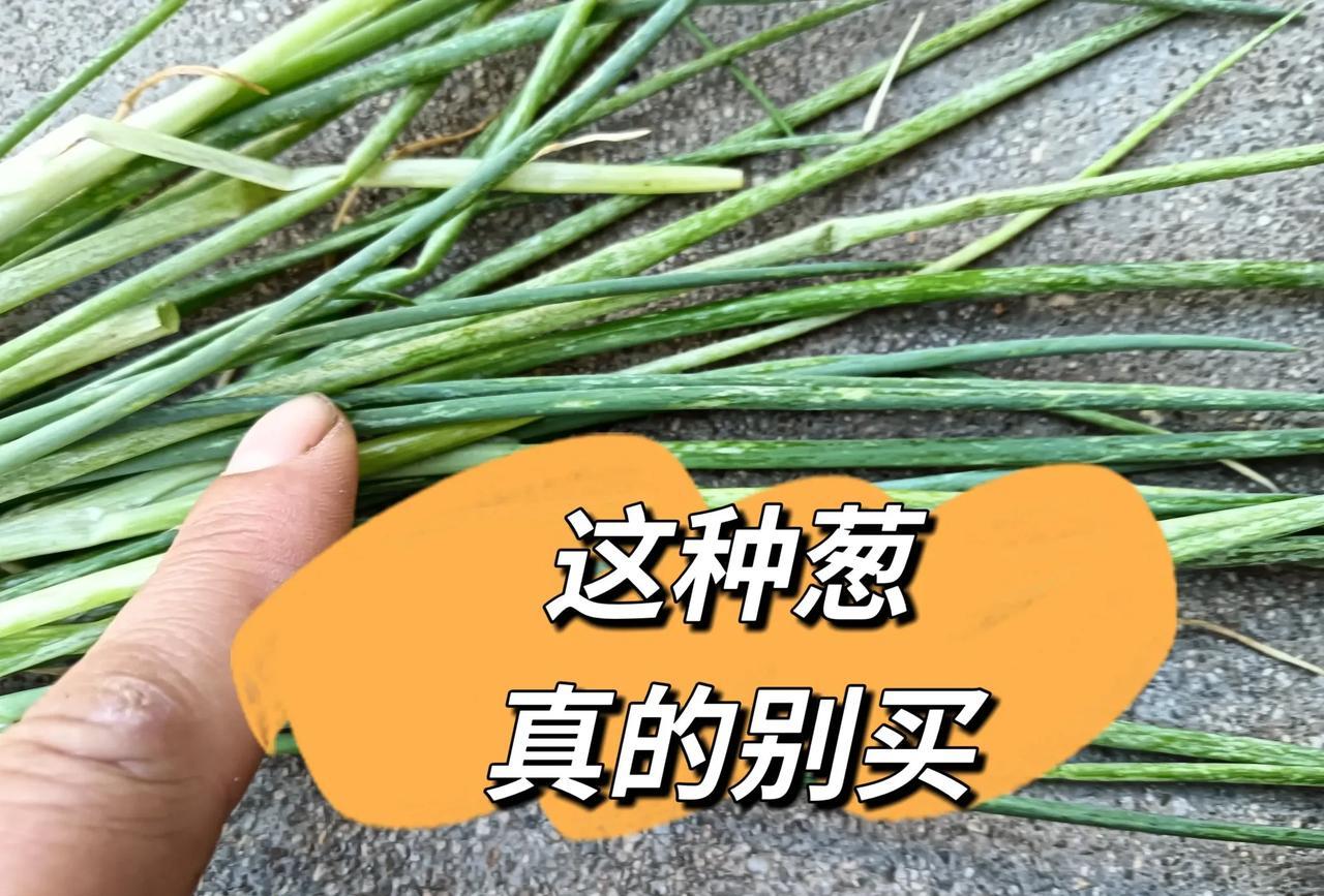 现在市面上出现了这种小葱，看到之后呢不要买，因为葱叶上面招惹了芥末虫或者是潜叶虫