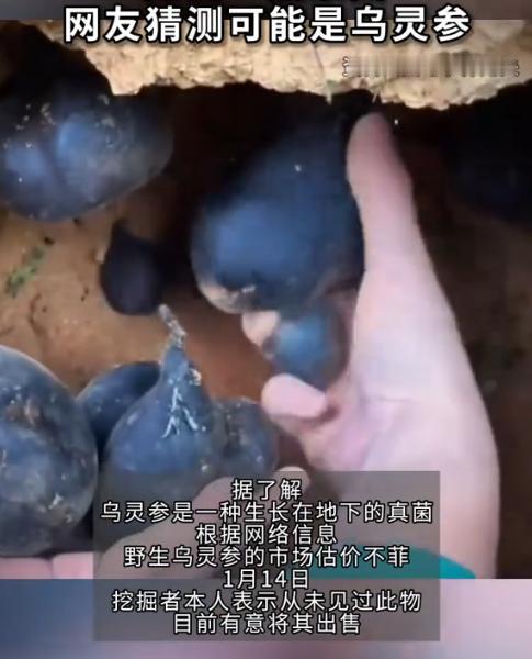 简直赚翻了！”近日，四川达州，一男子修路时，竟意外发现挖掘机挖出几团黑东西，男子