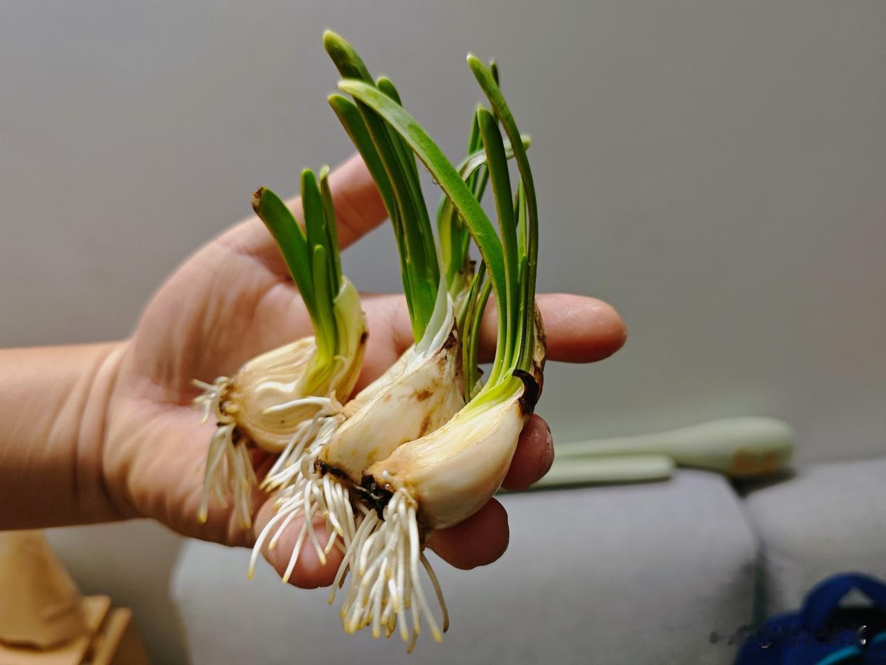 有一种生命力啊，叫水仙。今天终于见识到了！前几天在网上买了两盆水仙球，原本以