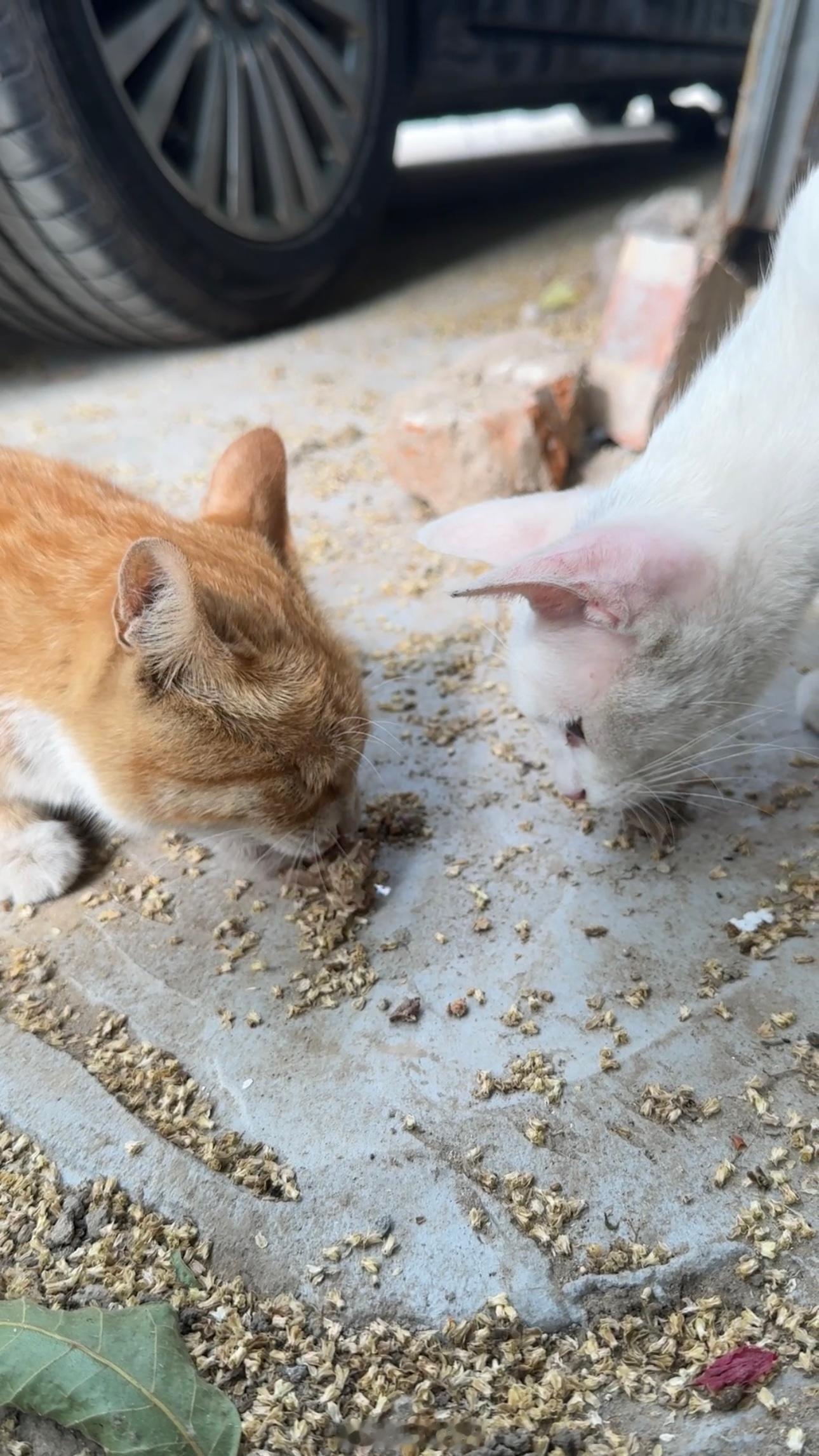 早上好呀周六愉快让我看看毛孩子们都谁在没尾巴、小白猫、奶牛猫在小院子里此时我还不