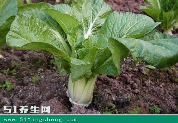 它被称为“维他命”菜, 在农村却被拿来喂猪, 殊不知有巨大作用!