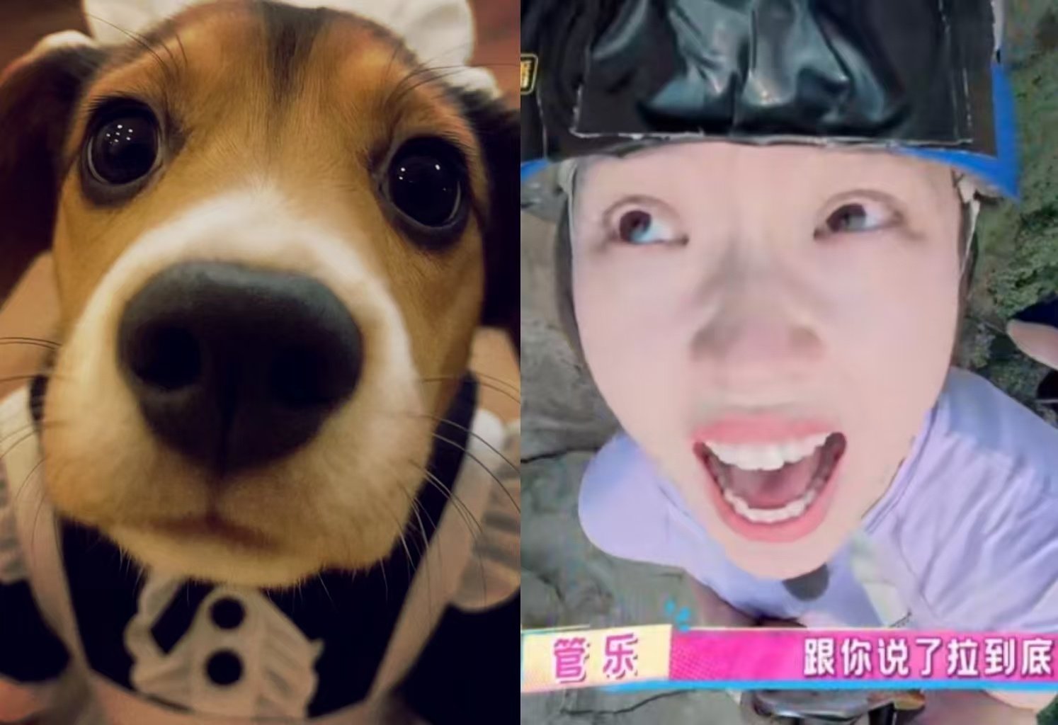 管乐 狗塑现在全网都在给管乐狗塑是吧？看看她急得面红耳赤的样子，真的太贴了！
