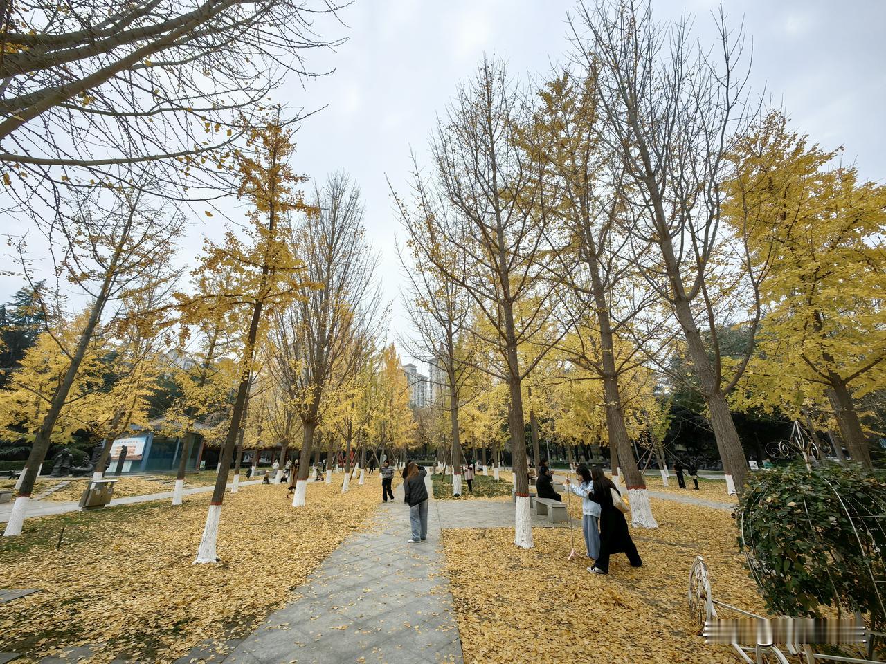 渭南大片银杏树树叶子黄灿灿，打卡拍照人群络绎不绝，大片银杏树叶黄灿灿，黄灿灿的落