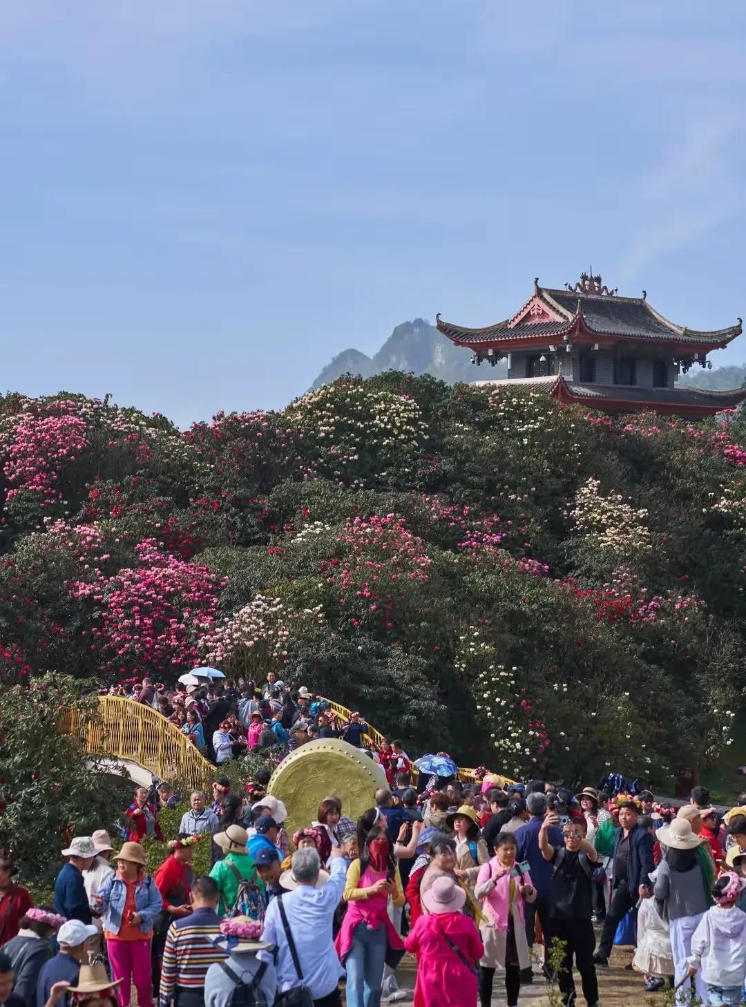 藏南的杜鹃花，是一幅绝美的画卷，也是战士带刺的乡愁。五月，藏南峡谷天气渐暖，漫山