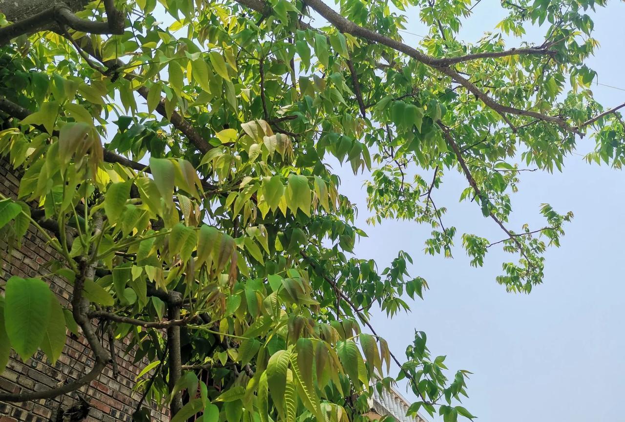 犹太人最大的敌人其实在内部，他就是内塔尼亚胡。当今以色列的领导者内塔尼亚