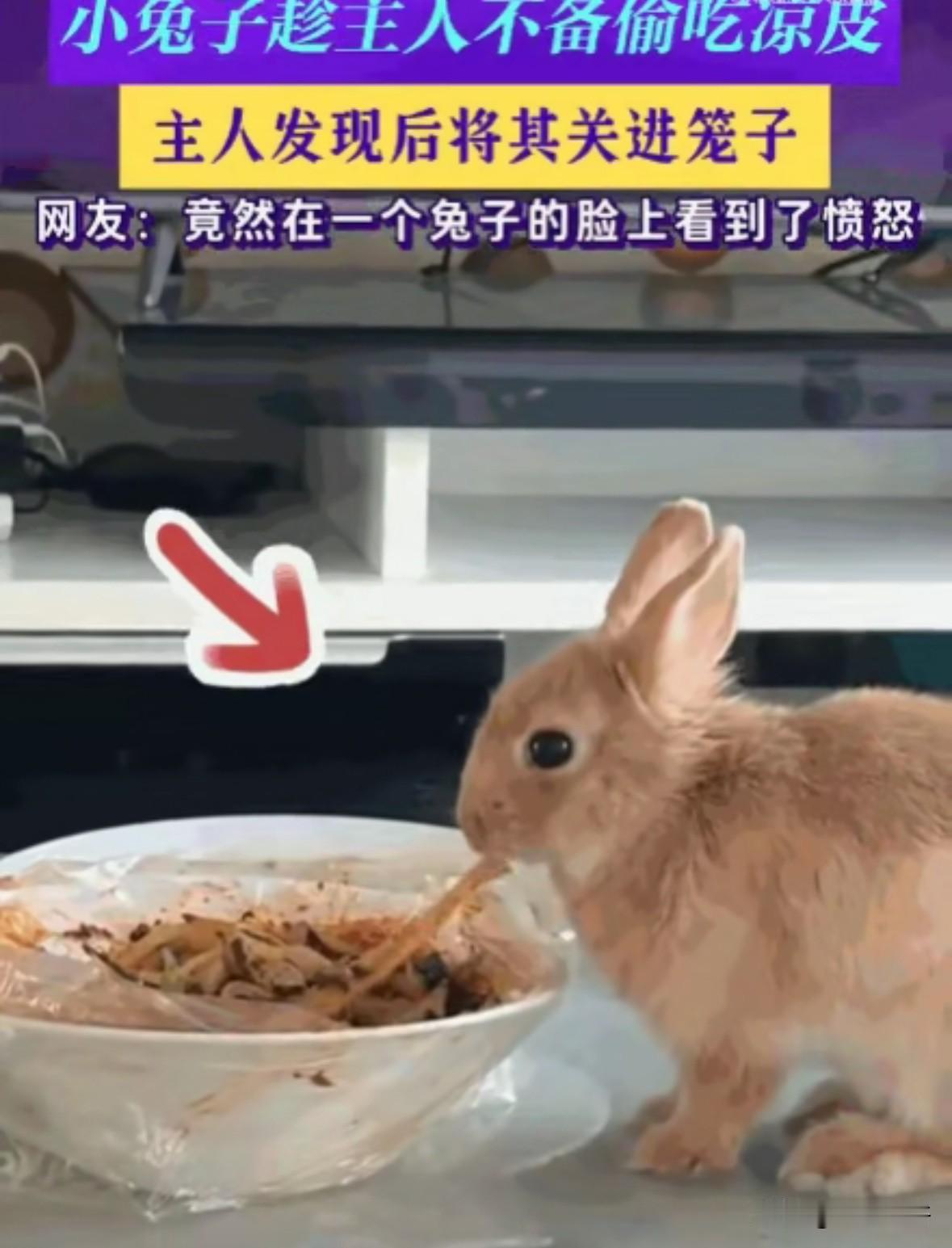 笑不活了！宁夏，男子家里养的兔子，竟然趁他不注意，偷吃一碗全是辣油的凉皮，男子气